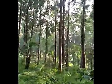 Jual Tanah Peternakan Sapi 4 Ha Di Cisarua Bandung Barat