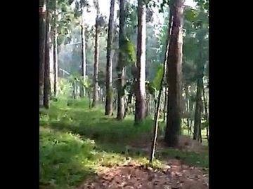 Jual Tanah Peternakan Sapi 4 Ha Di Cisarua Bandung Barat