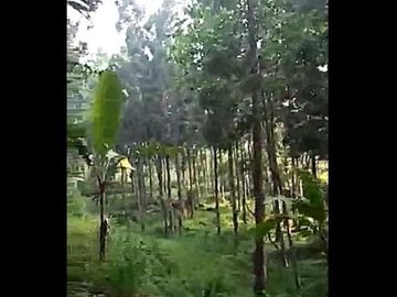 Jual Tanah Peternakan Sapi 4 Ha Di Cisarua Bandung Barat