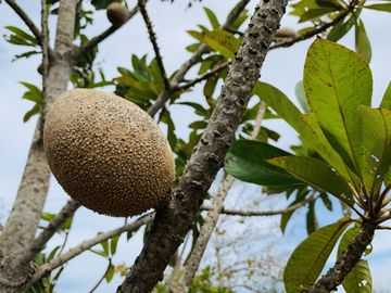 RANCHO CON GRAN VARIEDAD DE ARBOLES FRUTALES EN YOBAIN, YUC.