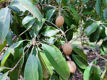 RANCHO CON GRAN VARIEDAD DE ARBOLES FRUTALES EN YOBAIN, YUC.