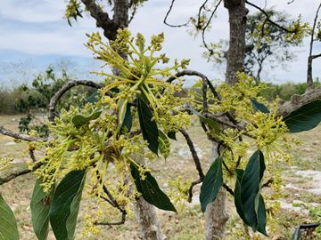 RANCHO CON GRAN VARIEDAD DE ARBOLES FRUTALES EN YOBAIN, YUC.