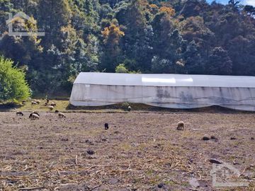 VENTA DE HERMOSO TERRENO CON INVERNADEROS COLINDA CON ARROYO EN CARBONERAS, MINERAL DEL CHICO.