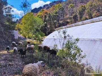 VENTA DE HERMOSO TERRENO CON INVERNADEROS COLINDA CON ARROYO EN CARBONERAS, MINERAL DEL CHICO.