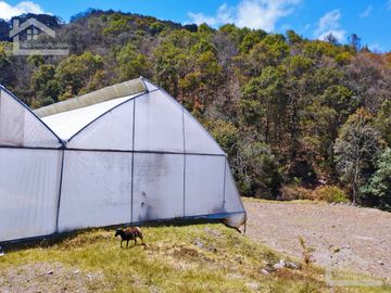 VENTA DE HERMOSO TERRENO CON INVERNADEROS COLINDA CON ARROYO EN CARBONERAS, MINERAL DEL CHICO.