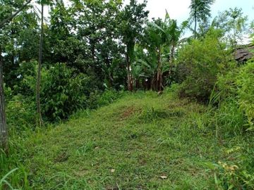 Tanah Idaman Area Kebun Teh Kemuning Karanganyar