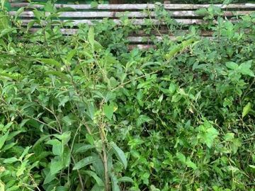 Tanah Kavling Siap Bangun Harga Cuma 1,7 Jutaan Dekat Pemda Klaten