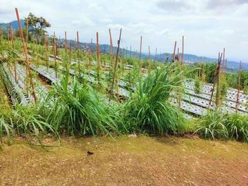Tanah 345 View Kebun Teh Kemuning Ngargoyoso Karanganyar