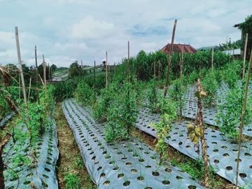 Tanah 345 View Kebun Teh Kemuning Ngargoyoso Karanganyar