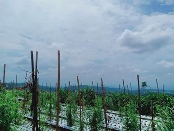 Tanah 345 View Kebun Teh Kemuning Ngargoyoso Karanganyar