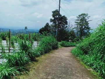 Tanah 345 View Kebun Teh Kemuning Ngargoyoso Karanganyar