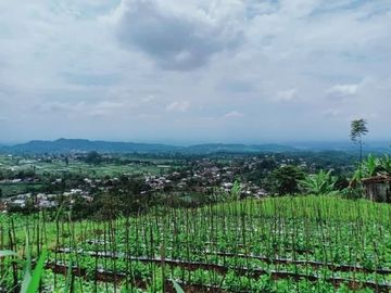 Tanah 345 View Kebun Teh Kemuning Ngargoyoso Karanganyar