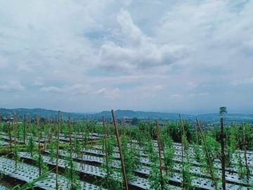 Tanah 345 View Kebun Teh Kemuning Ngargoyoso Karanganyar