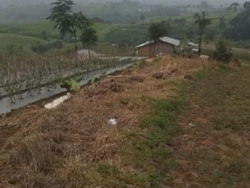Jual Cepat Tanah Pertanian 130 Ha Di Cipanas Kota Cianjur