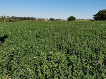 Campo de 68 has. Emprendimiento  olivícola a  20 minutos de Punta del Este