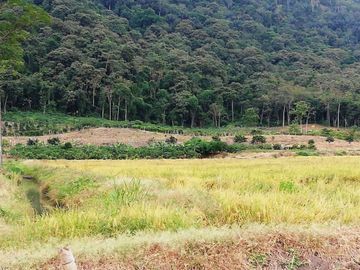 Venta de finca productiva en Churute 11has con arroz, cacao, cafe, papaya, maracuya y similares
