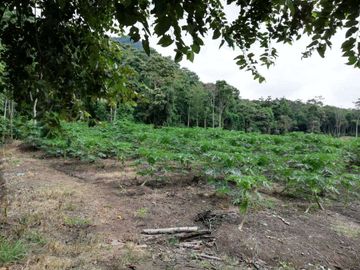 Venta de finca productiva en Churute 11has con arroz, cacao, cafe, papaya, maracuya y similares