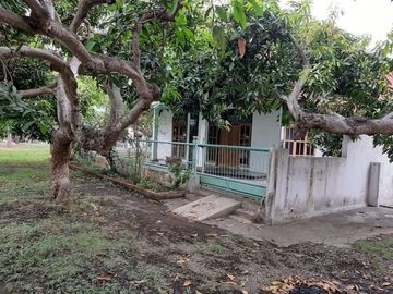 SARANG Walet Aktif Tanah Di Banyuwangi
