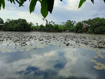 SARANG Walet Aktif Tanah Di Banyuwangi