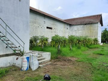 SARANG Walet Aktif Tanah Di Banyuwangi