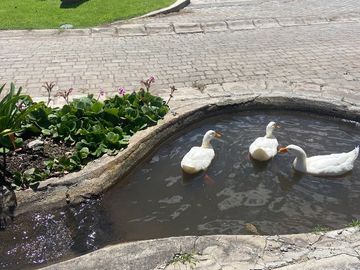 Venta Pakakuna Gardens en Checa villa amplia
