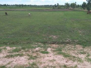 Land for sale in Roi Et on 3 sides of the road