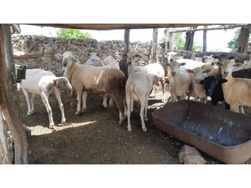 Venta Rancho ganadero Espita Yucatán