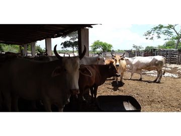 Venta Rancho ganadero Espita Yucatán