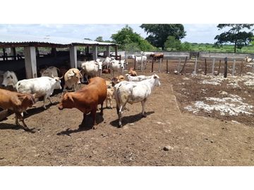 Venta Rancho ganadero Espita Yucatán