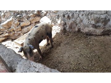 Venta Rancho ganadero Espita Yucatán