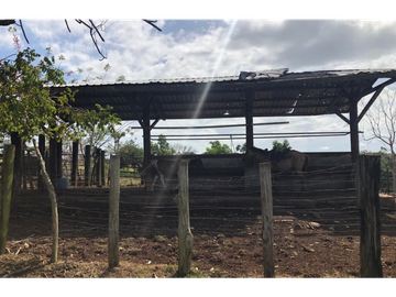 Se Vende Finca de 84 Hectáreas en Capira Iturralde