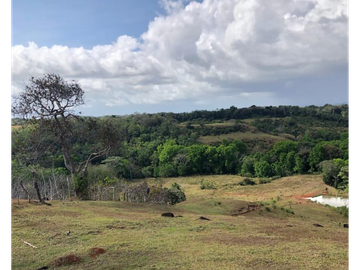 Se Vende Finca de 84 Hectáreas en Capira Iturralde