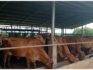 Se Vende Finca de 84 Hectáreas en Capira Iturralde