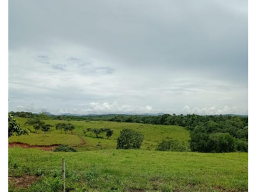 Se Vende Finca de 84 Hectáreas en Capira Iturralde