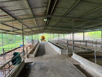 VENDO FINCA LECHERA DE 34 HECTAREAS + GALERAS+ FINCA DE SILO