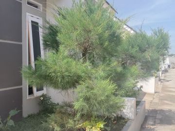 cluster dengan legalitas lengkap
