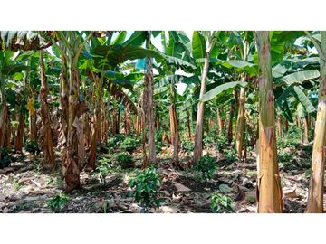 Venta de finca con  mas de 10  hectáreas  en Montenegro Quindío