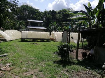 Venta de finca con  mas de 10  hectáreas  en Montenegro Quindío