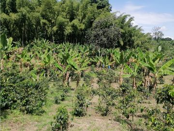 Venta de finca con  mas de 10  hectáreas  en Montenegro Quindío