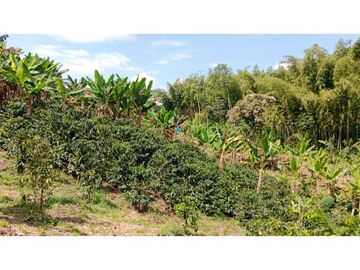 Venta de finca con  mas de 10  hectáreas  en Montenegro Quindío