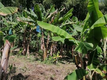 Venta de finca con  mas de 10  hectáreas  en Montenegro Quindío