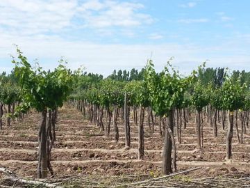 Finca 14 ha  - Cañada Seca - San Rafael- Mendoza