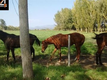 Parcela en Venta en Bollenar (a 14 kilómetros de Melipilla)