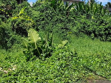 TANAH LOKASI STRATEGIS COCOK UNTUK VILLA DI TIBUBENENG CANGGU