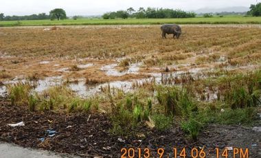 Rush sale Titled Farm lot in Pangasinan
