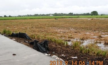 Rush sale Titled Farm lot in Pangasinan