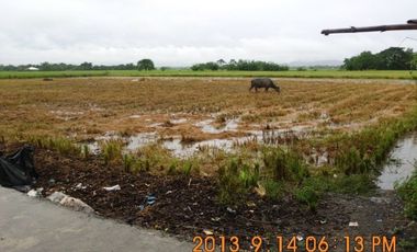 Rush sale Titled Farm lot in Pangasinan