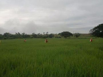 Vendo finca agrícola en Balzar 916.4 hectáreas dotada de sistema de riego de primer orden