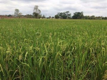 Vendo finca agrícola en Balzar 916.4 hectáreas dotada de sistema de riego de primer orden