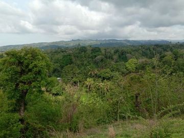 Tanah kebon kosong di pinggir jalan utama provinsi seririt singaraja